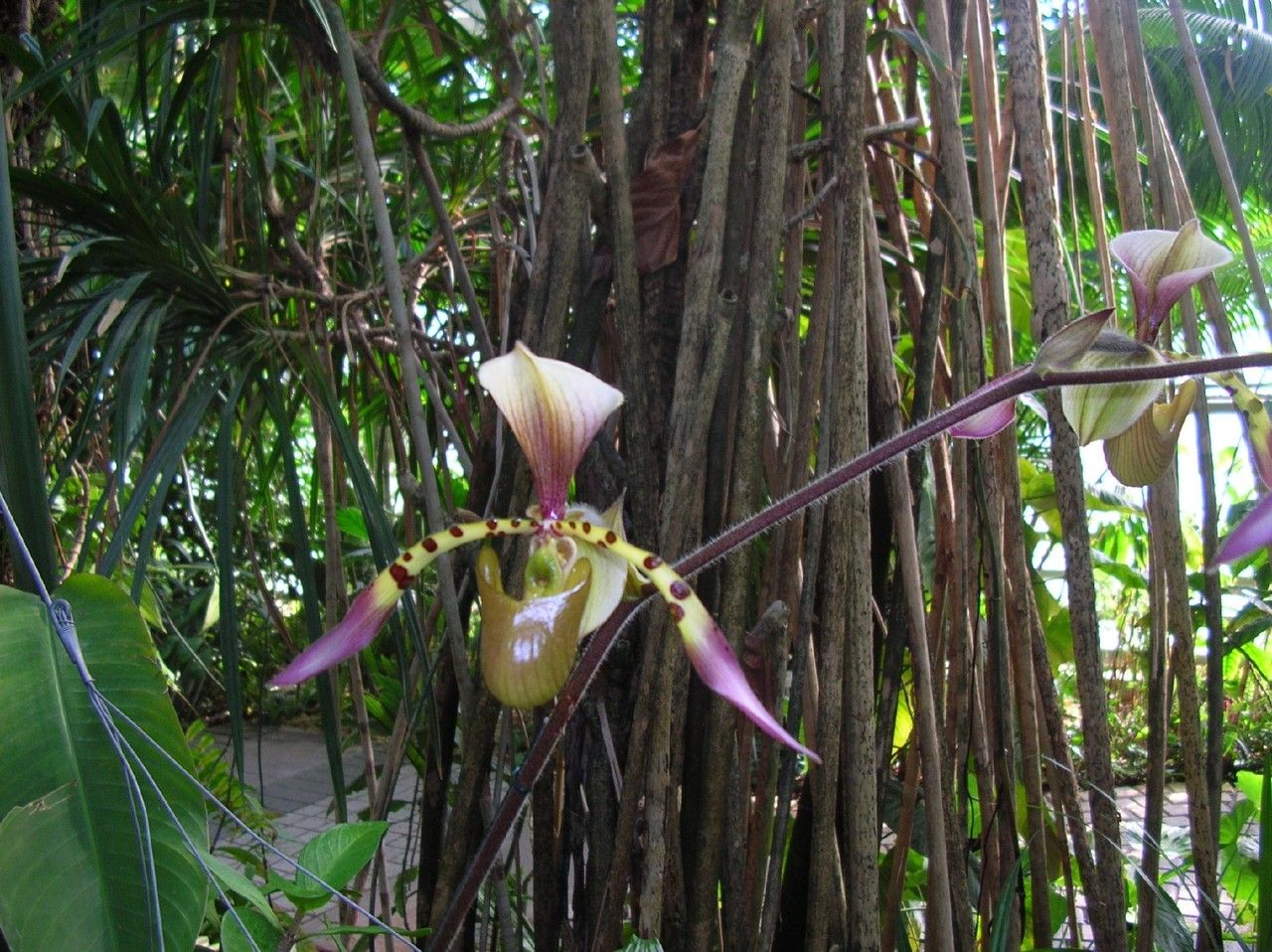 Paphiopedilum lowii habit