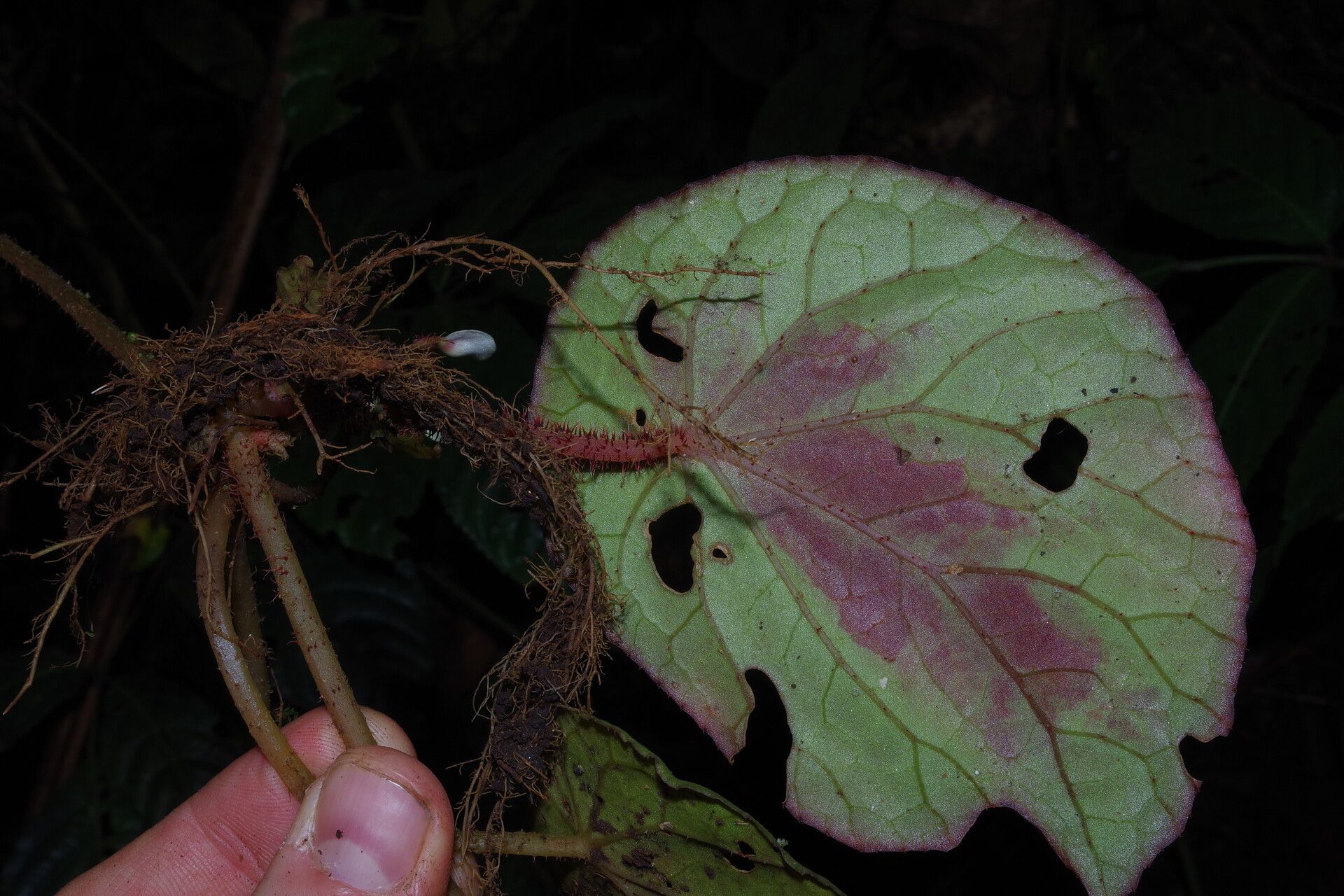 Begonia hirsutula leaf