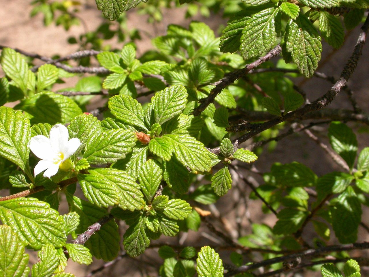 Turnera calyptrocarpa — related species from the same genus