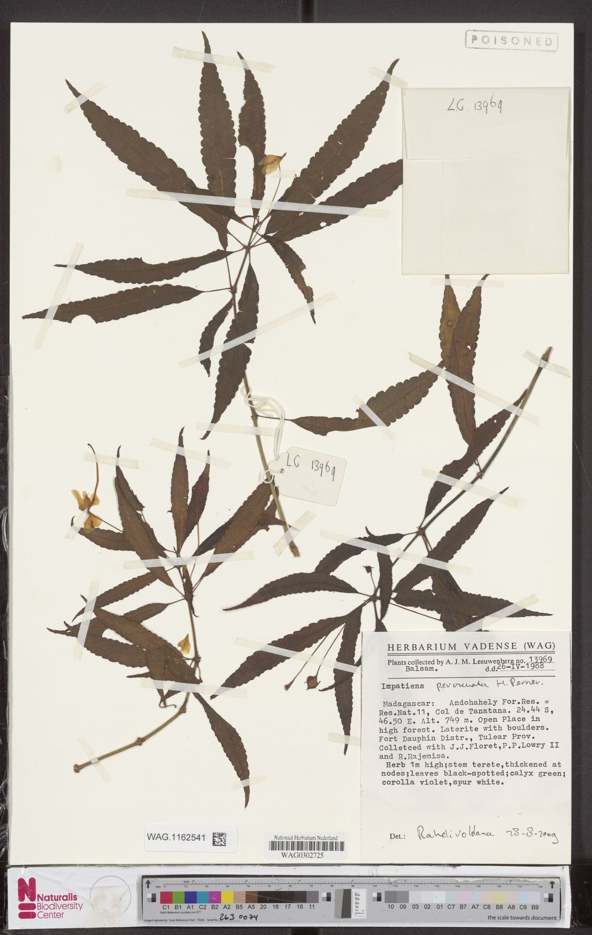 Impatiens percrenata — houseplant care guide