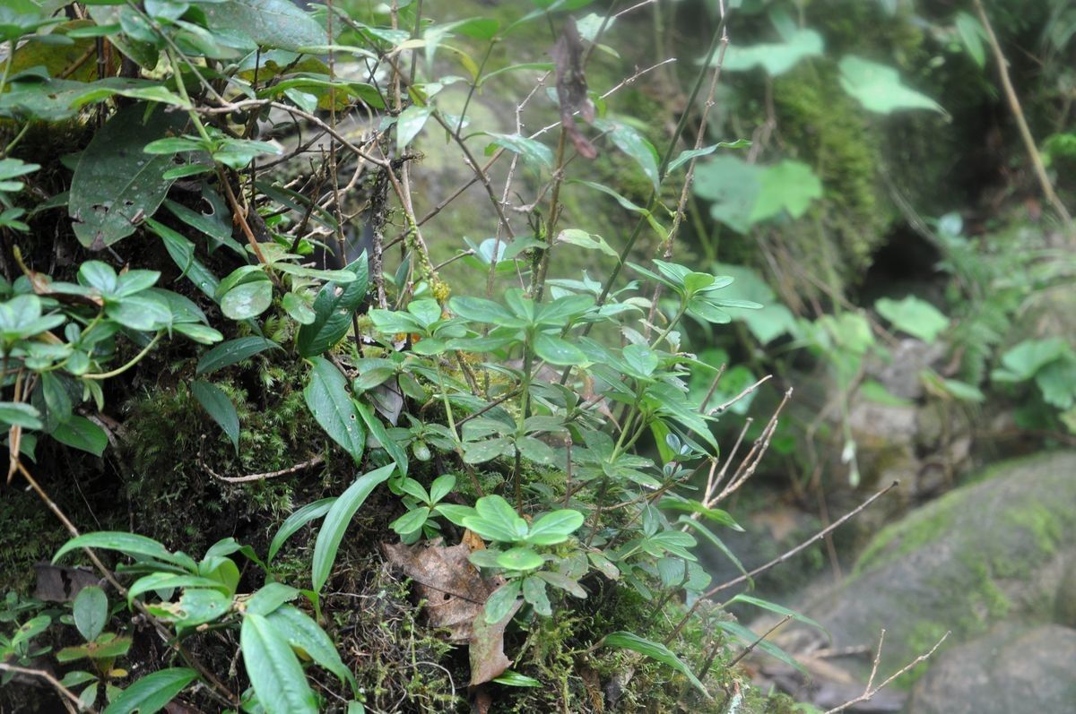 Rhododendron sororium — houseplant care guide