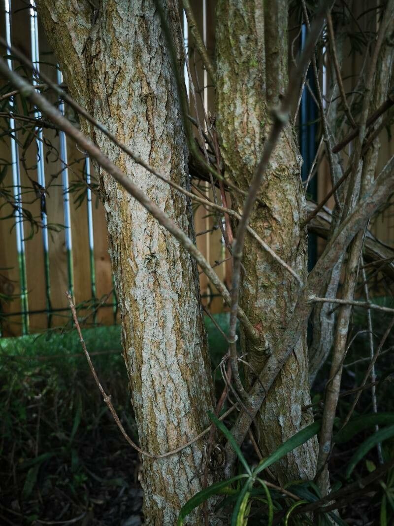 Olearia virgata bark