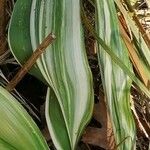 Dracaena fragrans