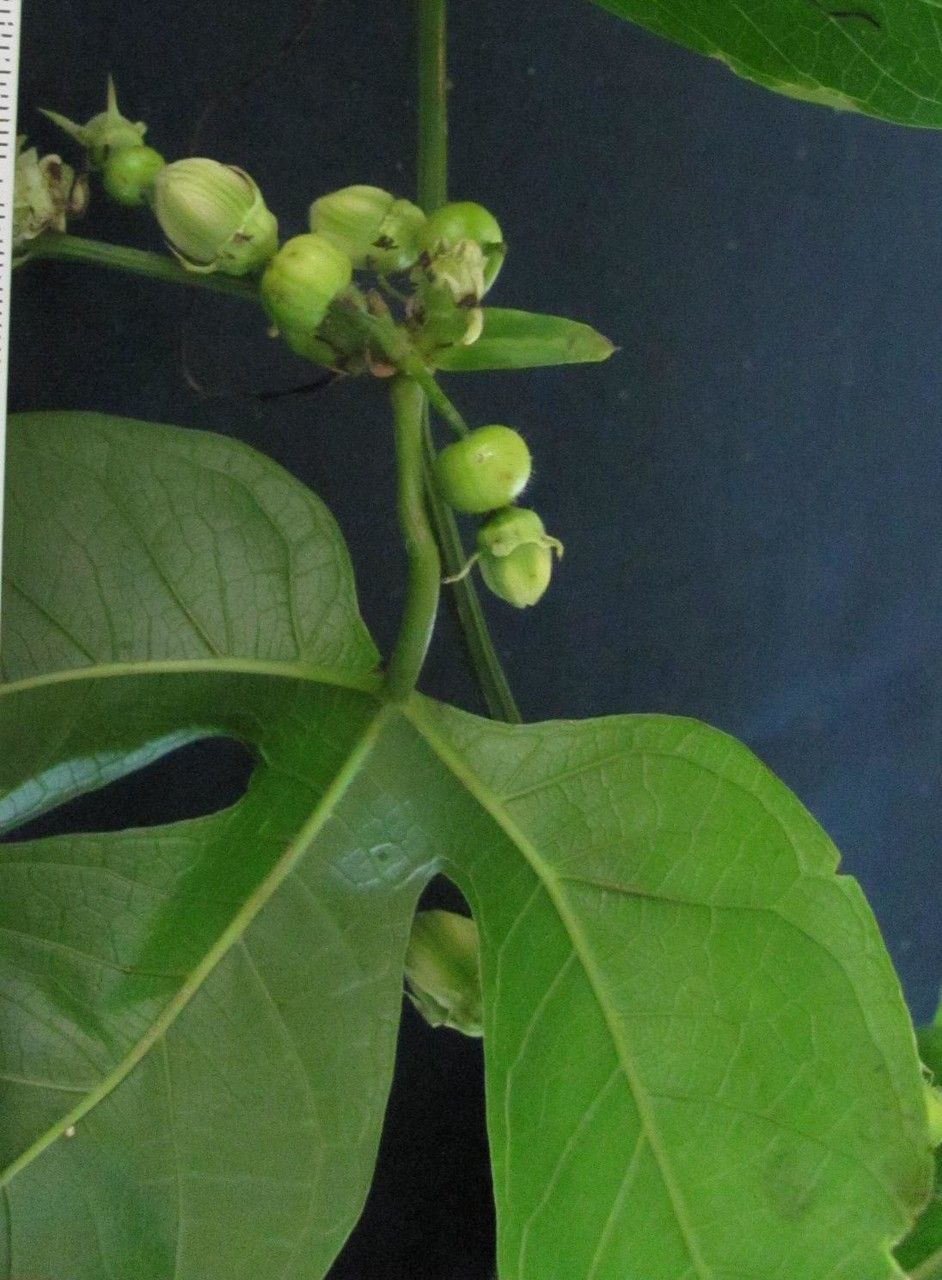 Cayaponia granatensis other