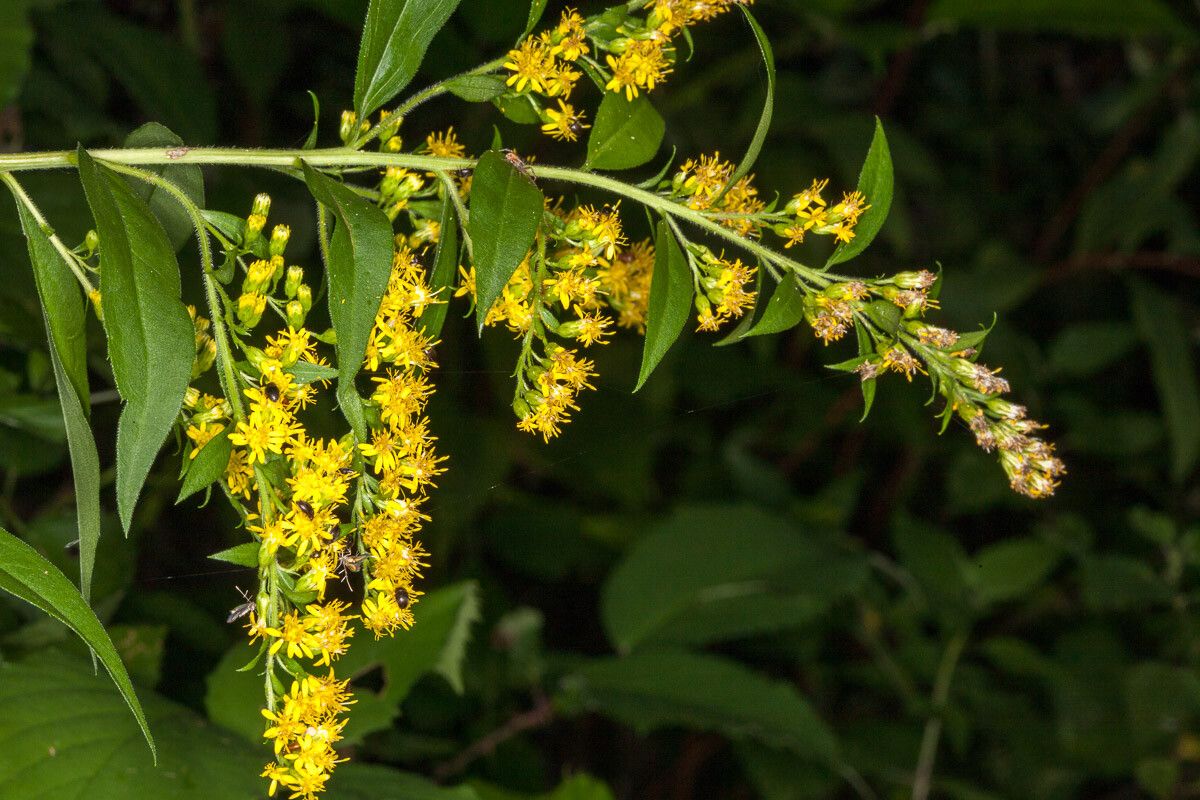 Solidago × niederederi flower