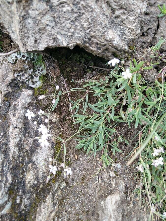 Gypsophila Repens — related species from the same genus