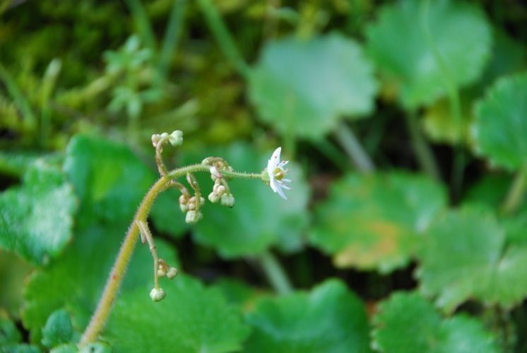 Saxifraga mertensiana flower