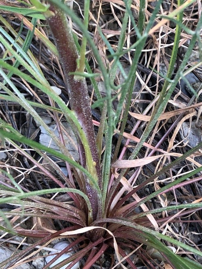 Scorzonera laciniata bark