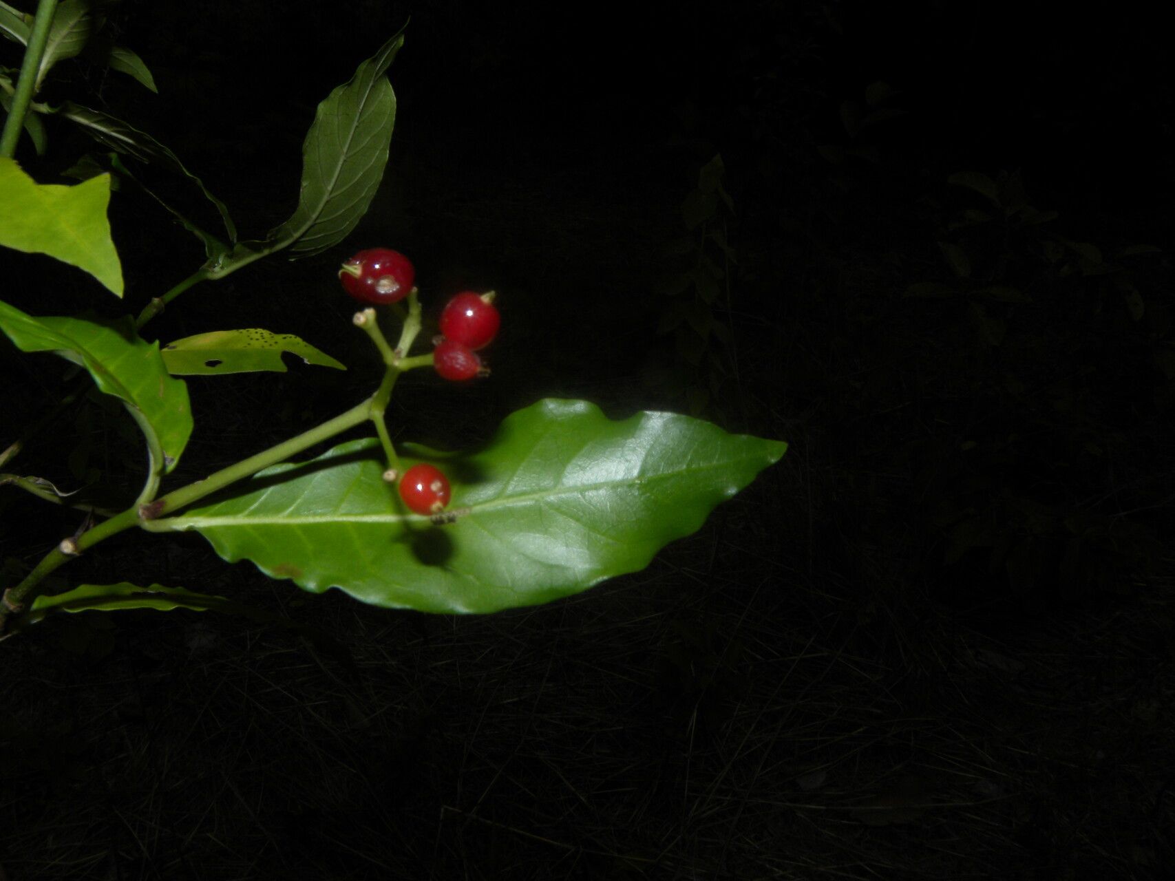 Psychotria horizontalis fruit