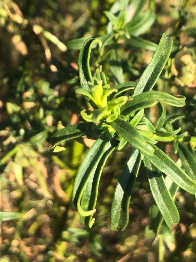 Antirrhinum australe