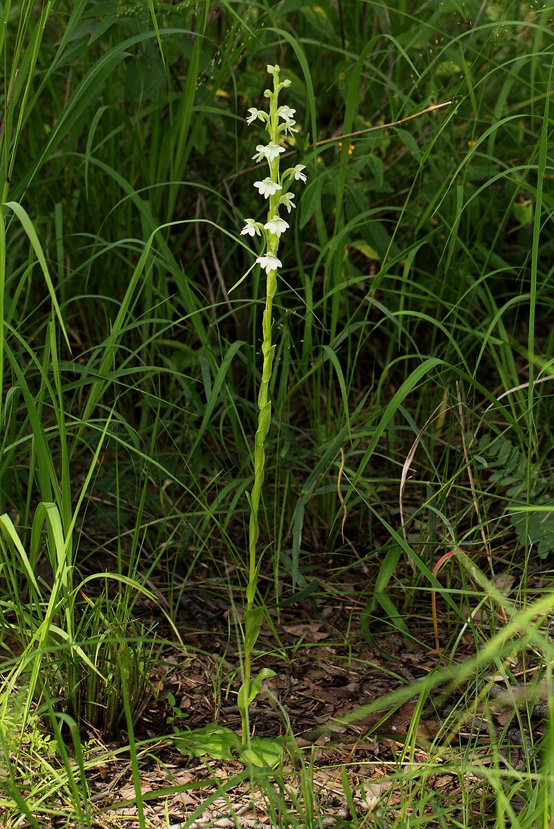 Habenaria galactantha habit