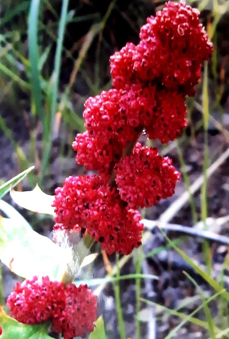 Blitum capitatum flower