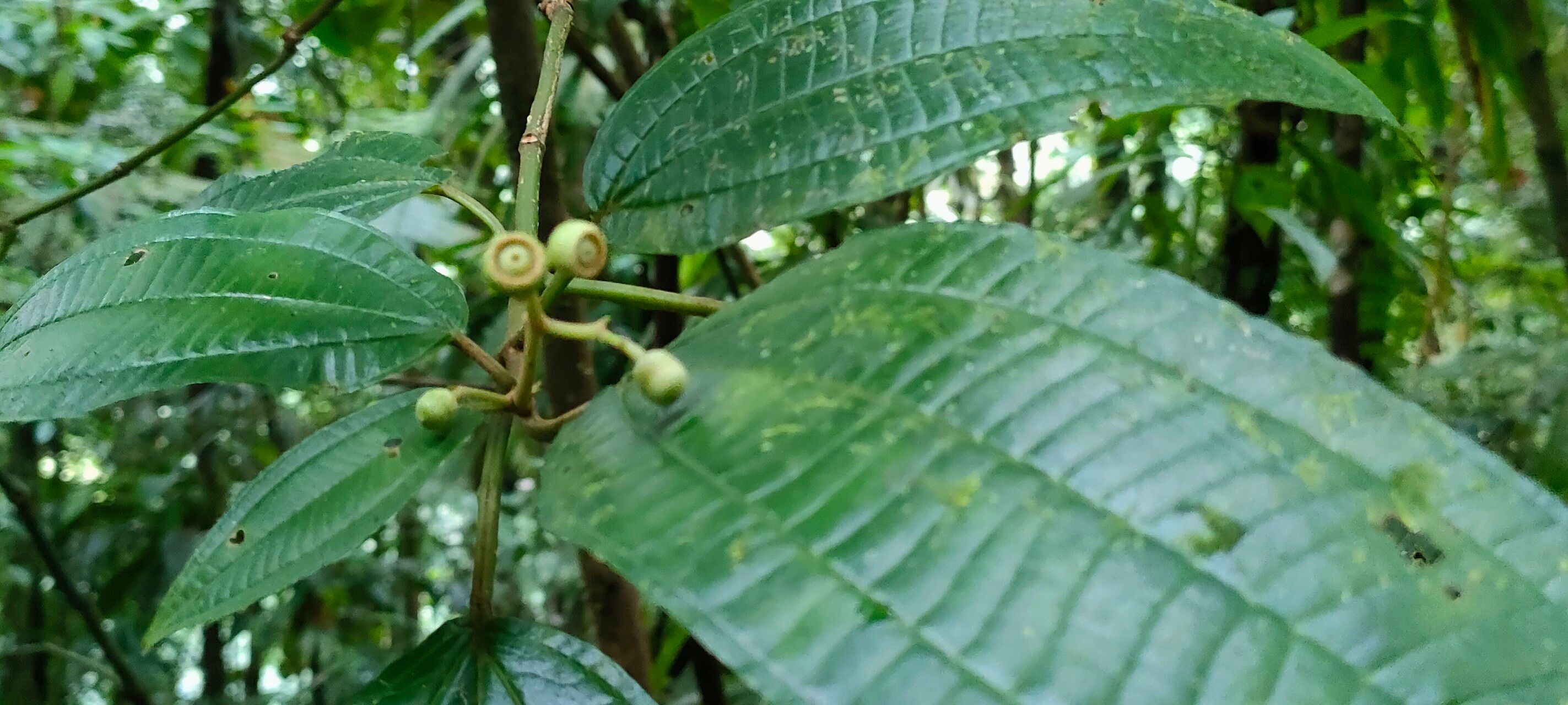 Miconia subhirsuta fruit