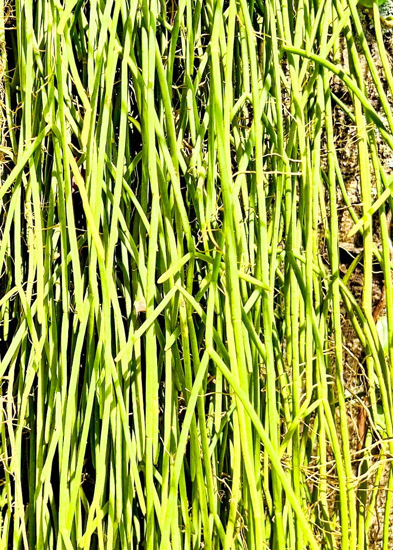 Rhipsalis lindbergiana habit