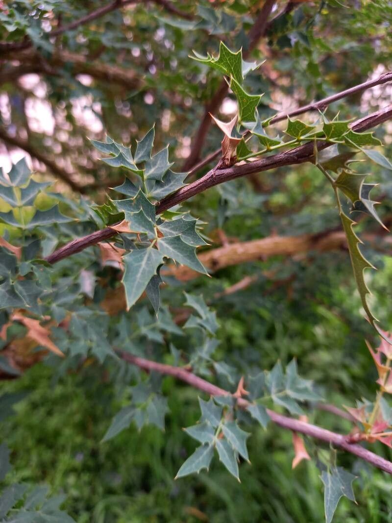 Berberis haematocarpa — search result for 'Mahonia'