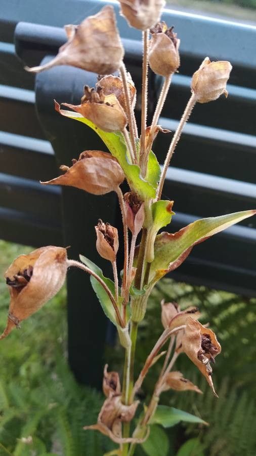Serapias lingua fruit