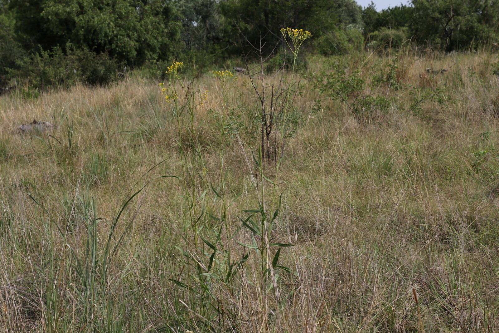 Senecio inornatus habit