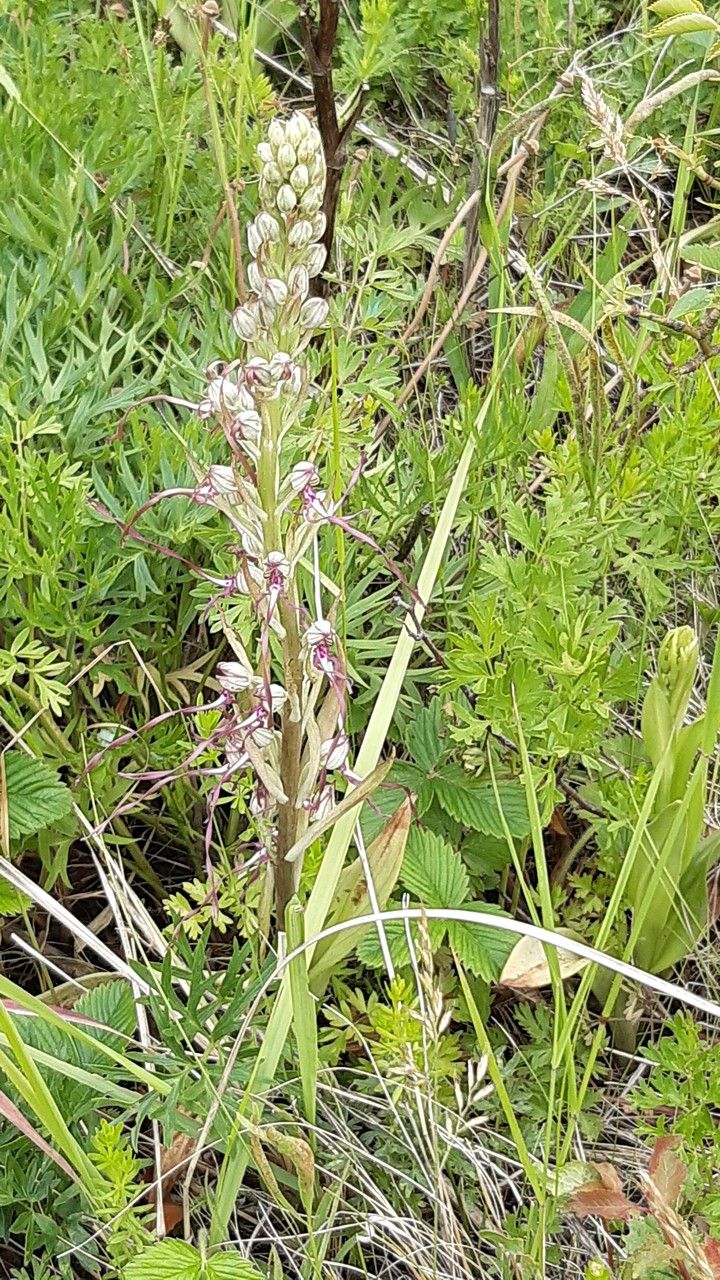 Himantoglossum adriaticum habit