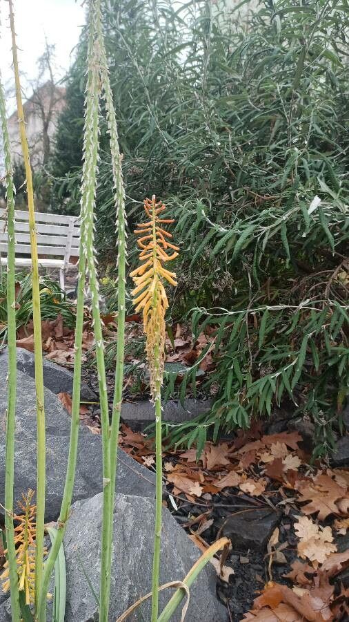 Kniphofia thomsonii flower