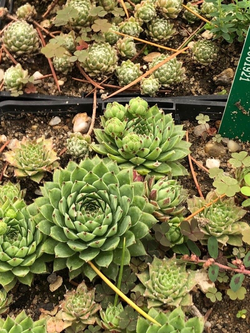 Sempervivum × thompsonianum — search result for 'Sempervivum'