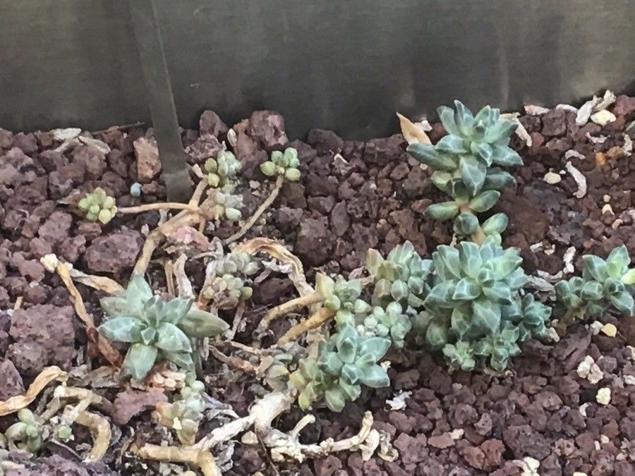 Pachyphytum compactum leaf