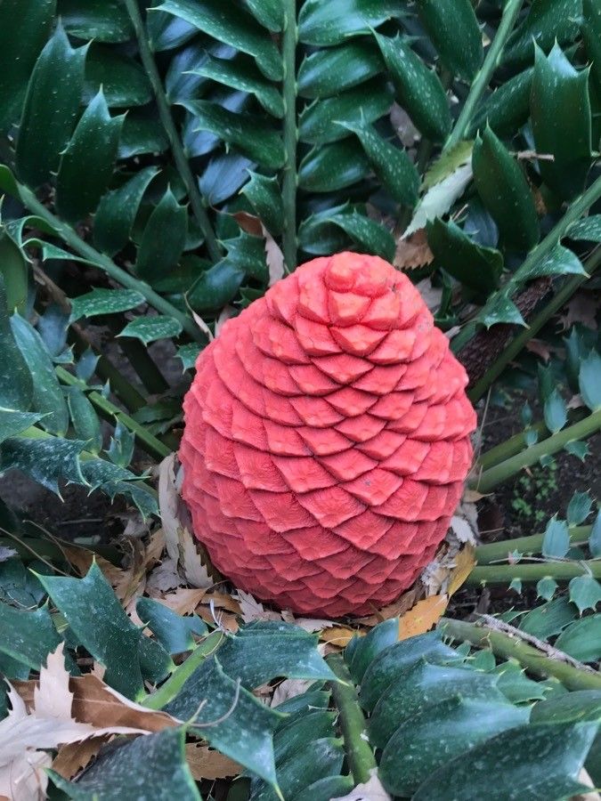 Encephalartos ferox fruit