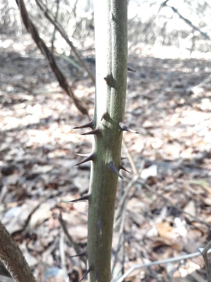 Smilax laurifolia bark