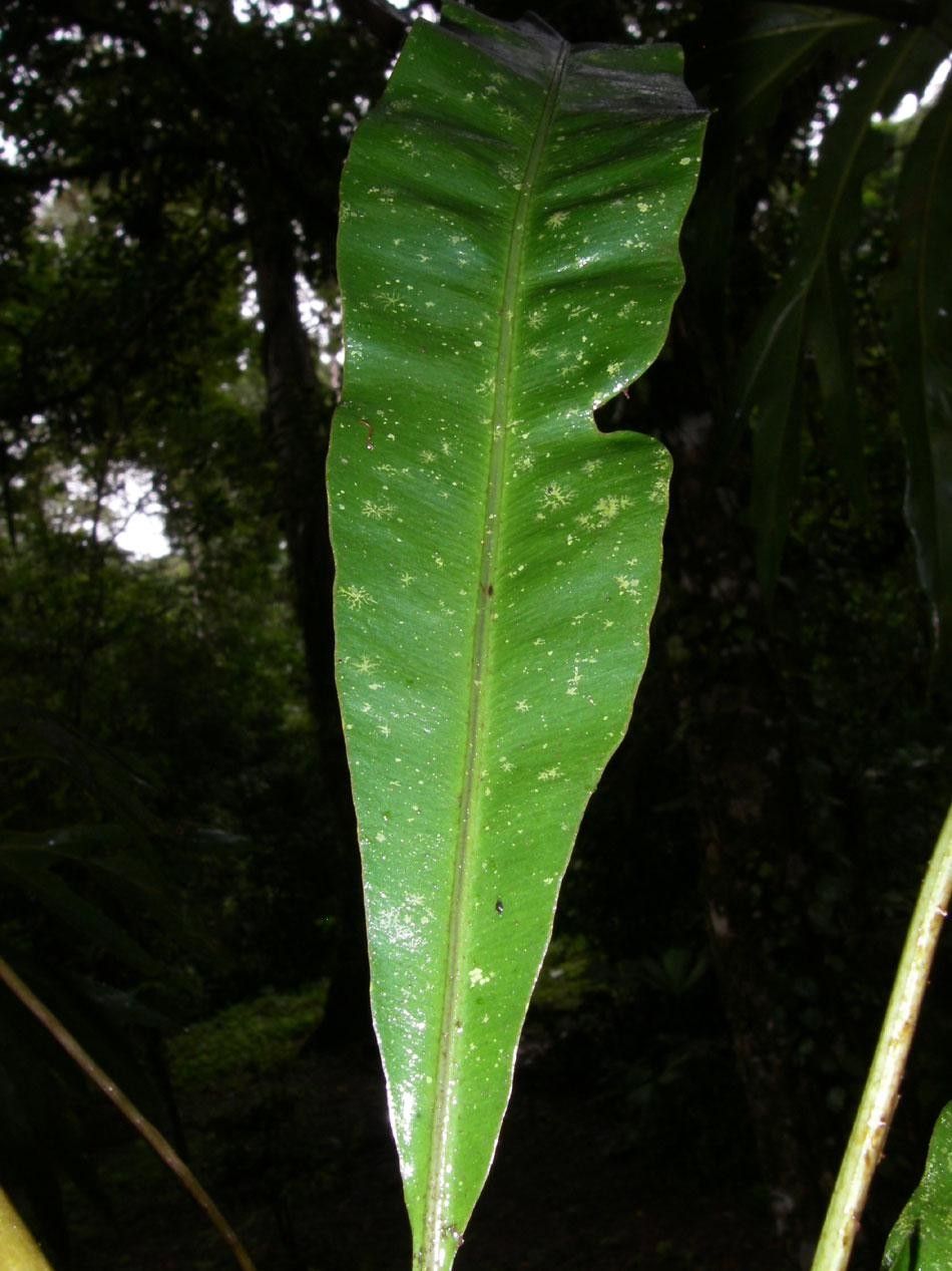 Elaphoglossum latifolium — houseplant care guide