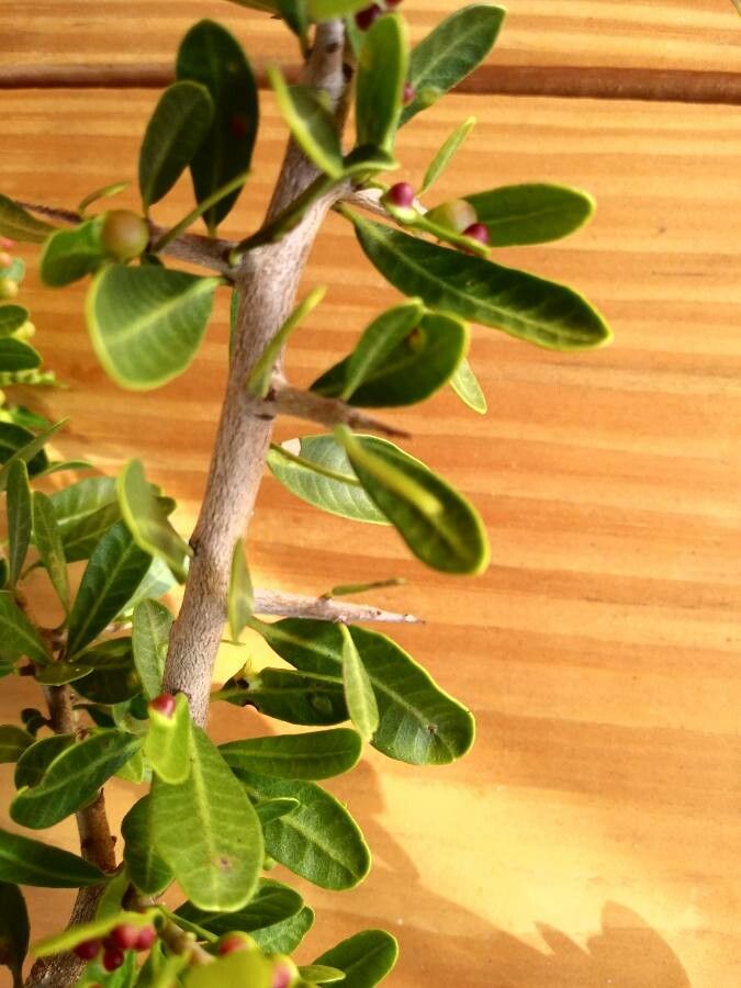 Schinus engleri leaf