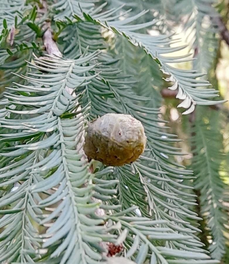 Taxodium huegelii fruit