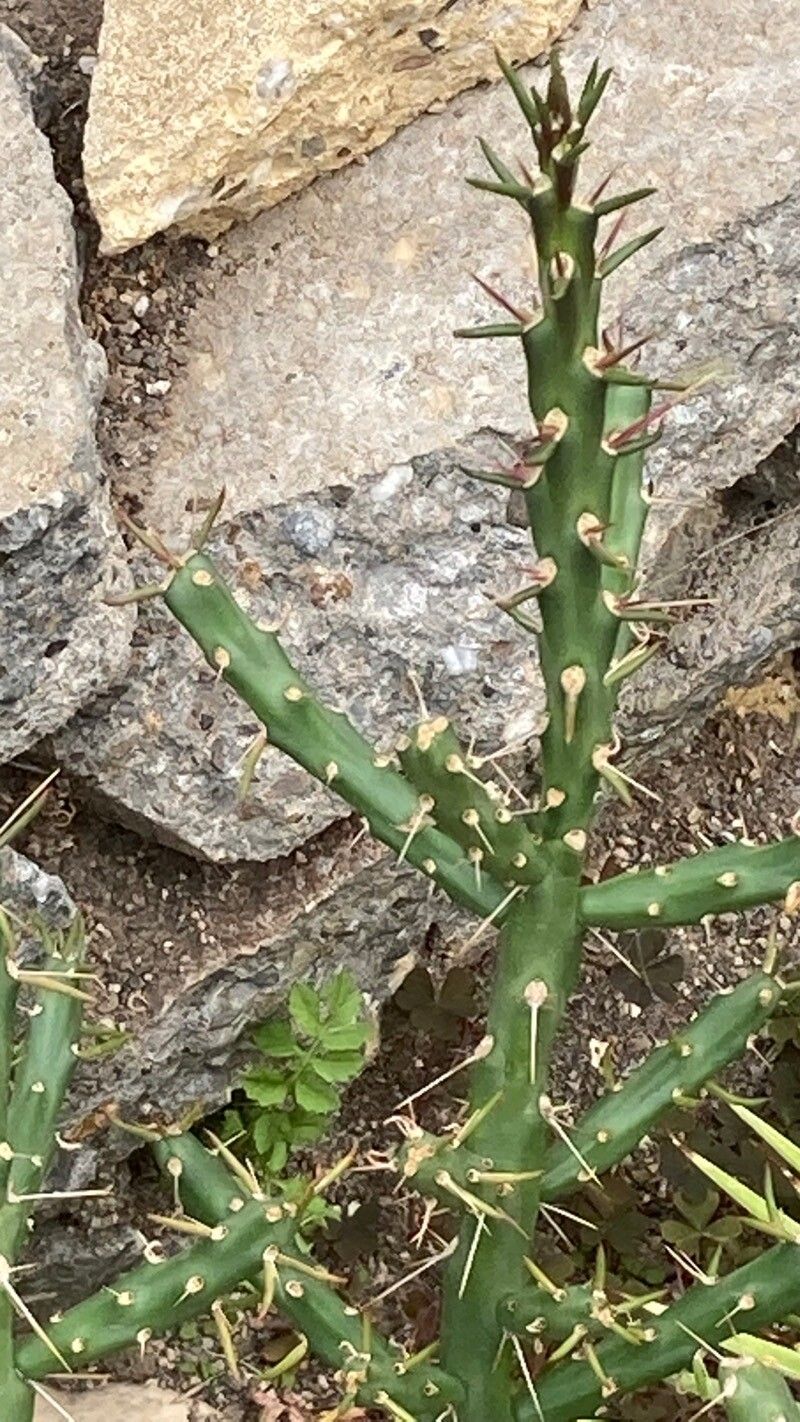 Opuntia aurantiaca — search result for 'Uruguay'