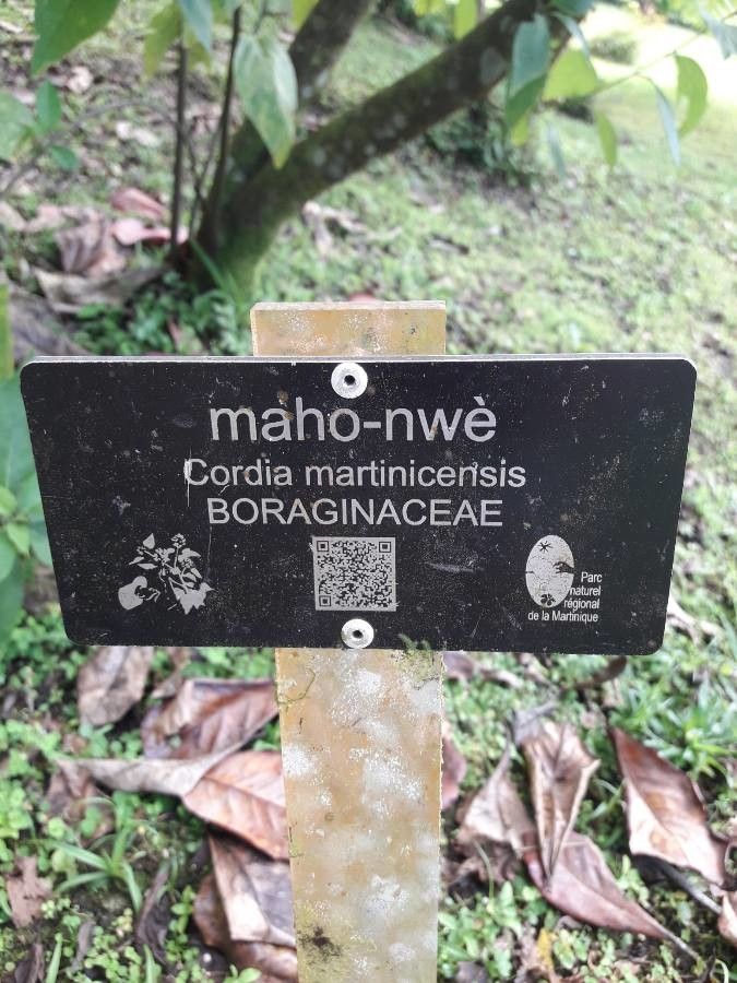 Cordia martinicensis other