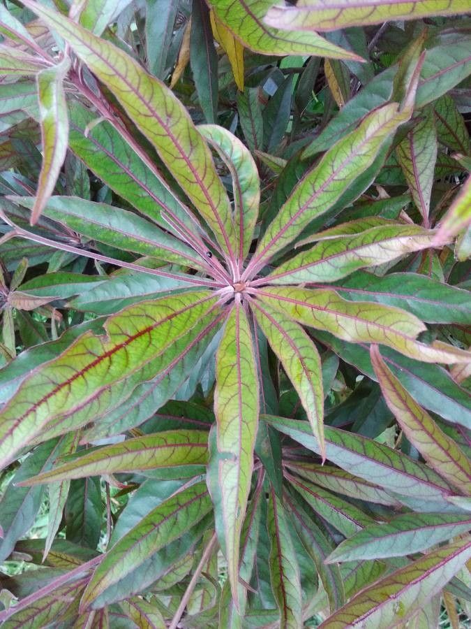 Terminalia bentzoe — search result for 'Terminalia'