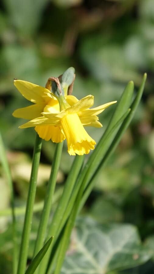 Narcissus × odorus — search result for 'Narcissus'