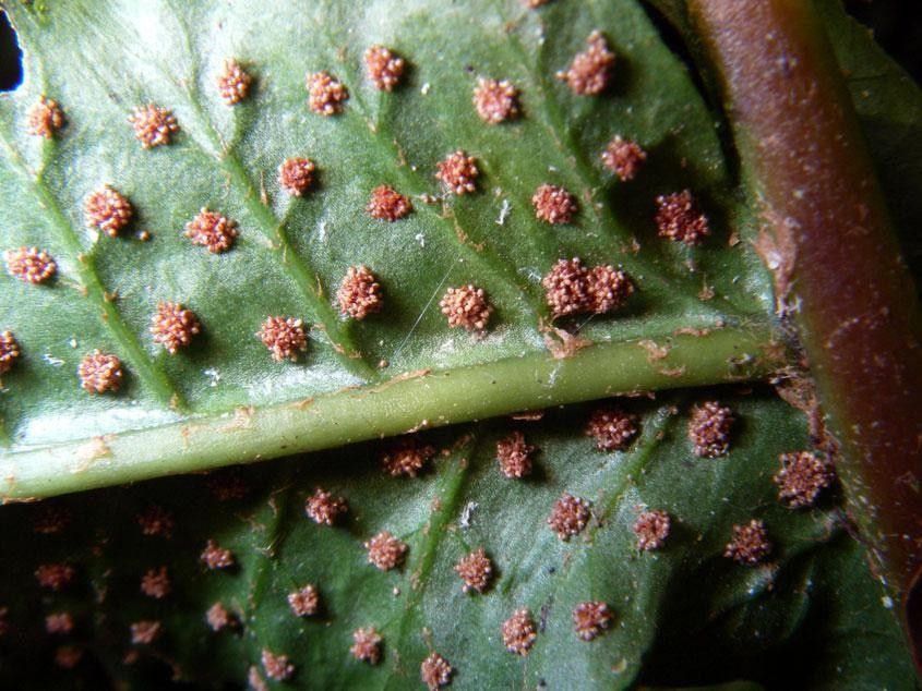 Stigmatopteris longicaudata bark