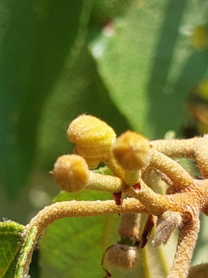 Grewia pervillei fruit