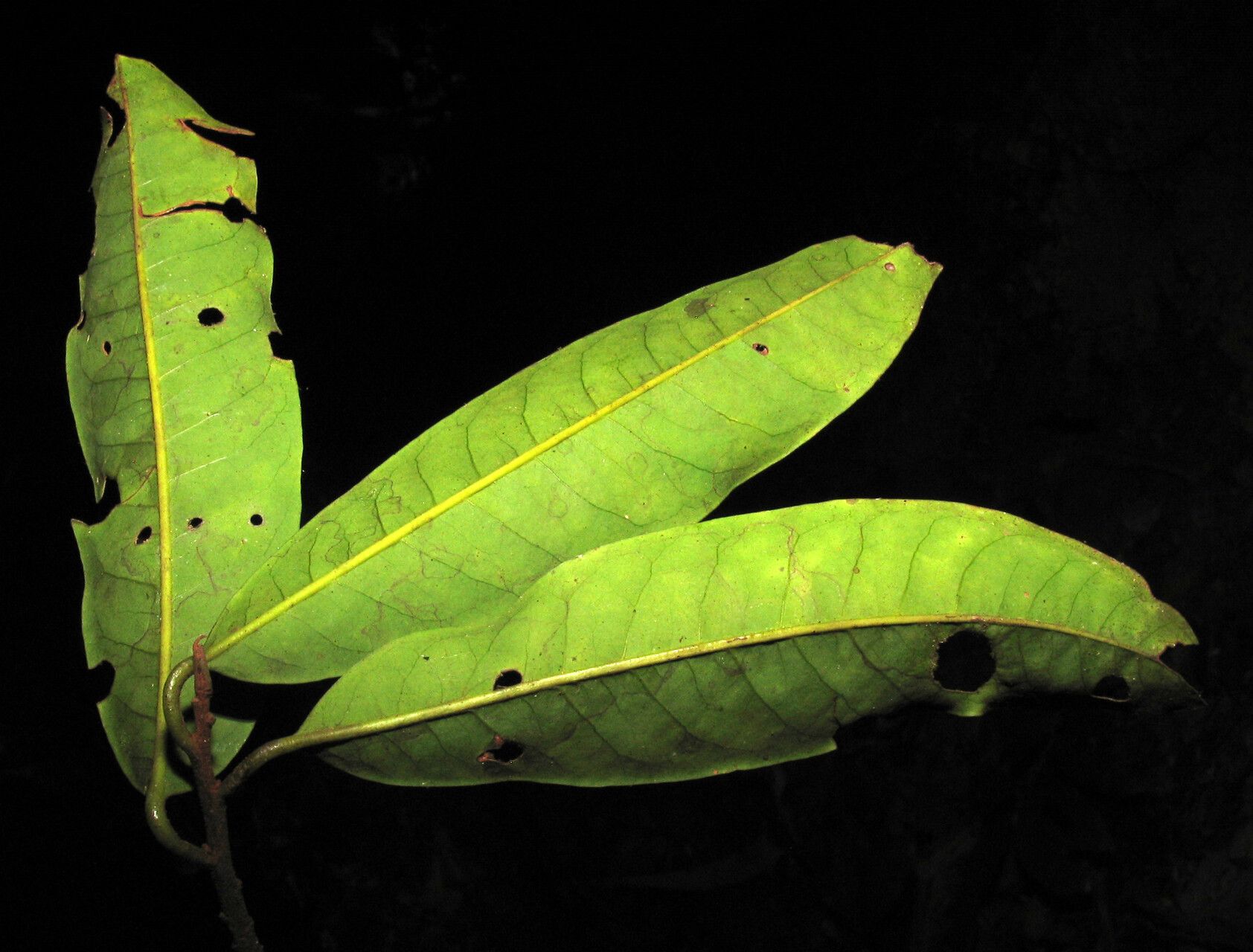 Iryanthera tessmannii leaf