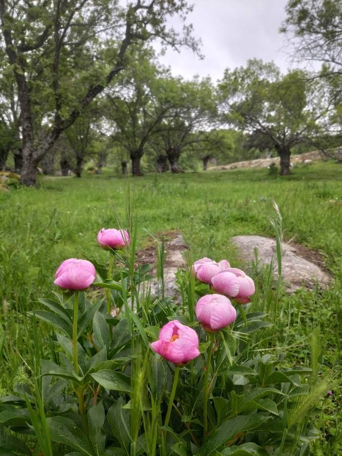 Paeonia broteroi flower