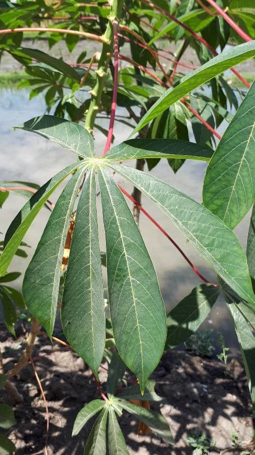 Manihot esculenta leaf