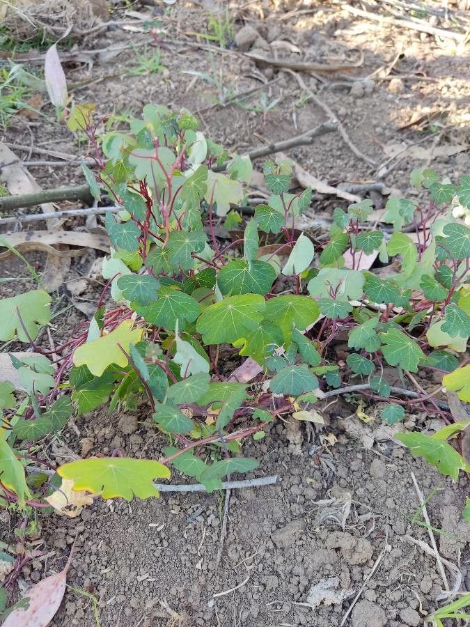 Tropaeolum tuberosum