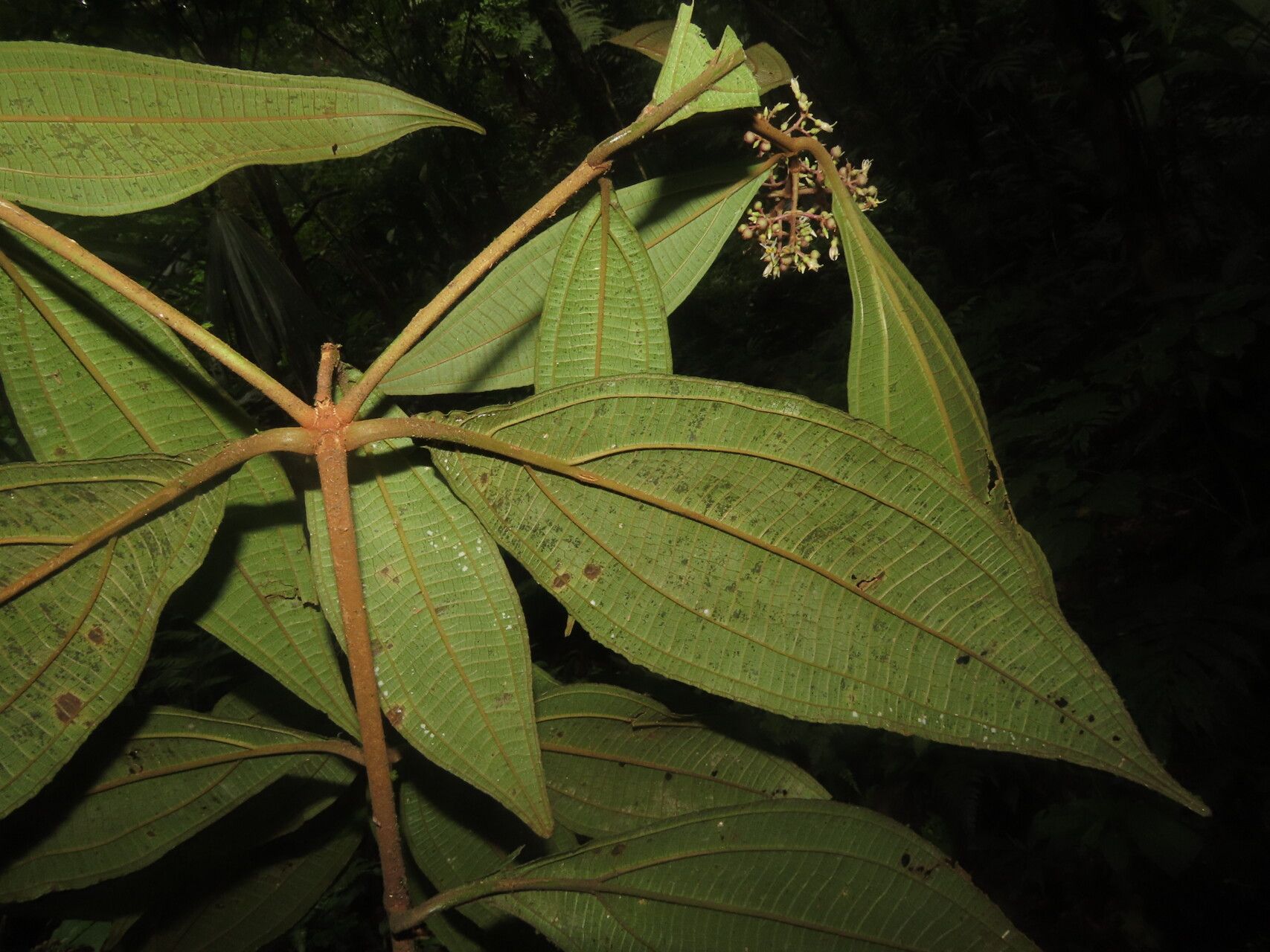 Miconia ligulata — houseplant care guide