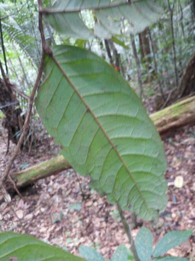 Hirtella silicea leaf