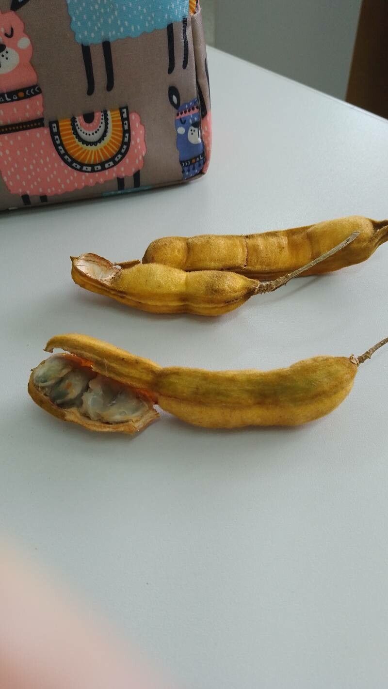 Inga virescens fruit