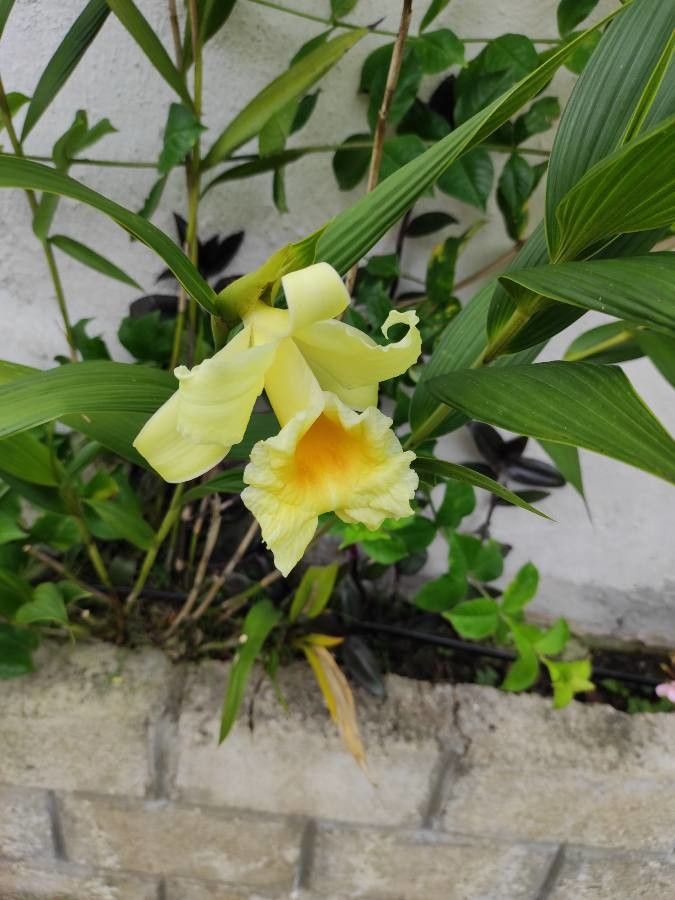 Sobralia macrophylla flower