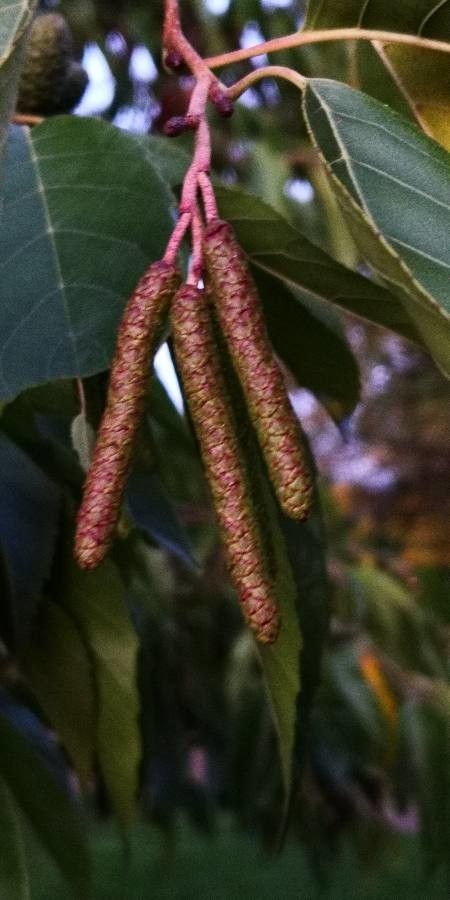 Alnus x spaethii flower