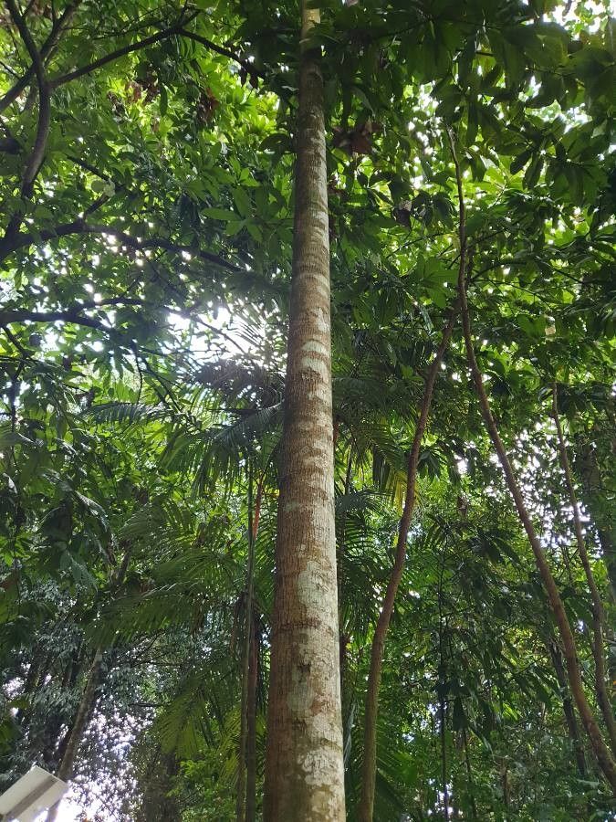 Shorea kunstleri — houseplant care guide