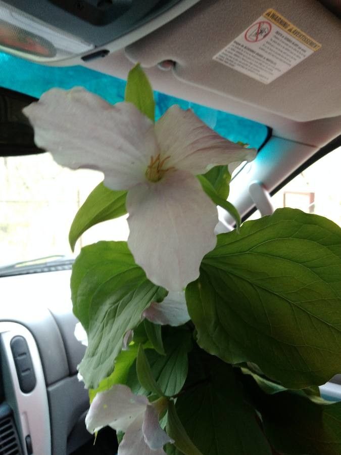 Trillium grandiflorum flower