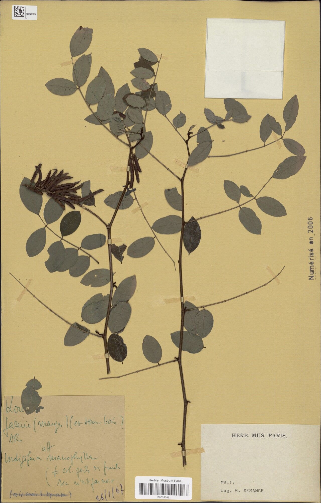 Indigofera macrophylla — houseplant care guide