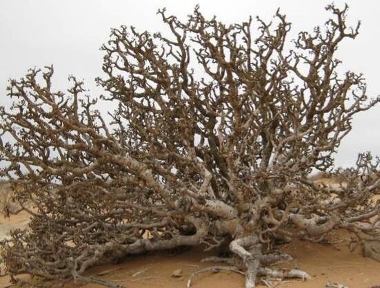 Othonna lasiocarpa — houseplant care guide