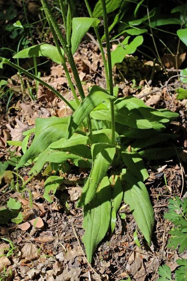 Doronicum hungaricum — search result for 'Doronicum'
